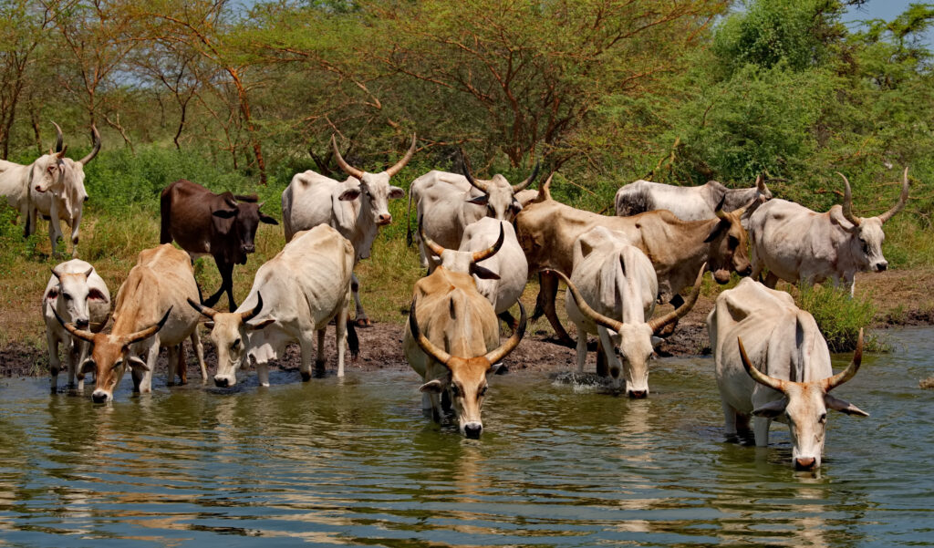 West African Zebu Cow