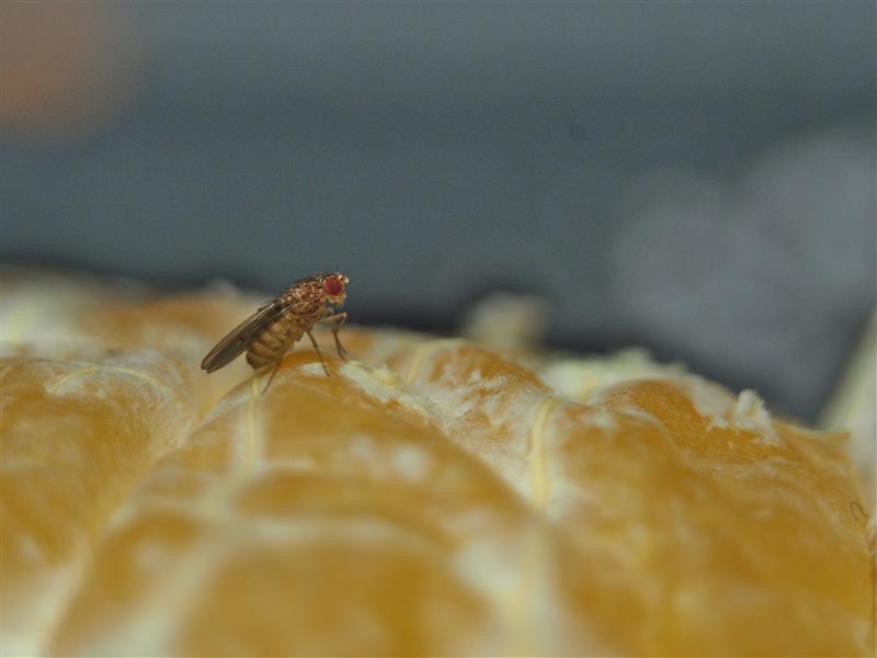 Fruit Fly on Orange