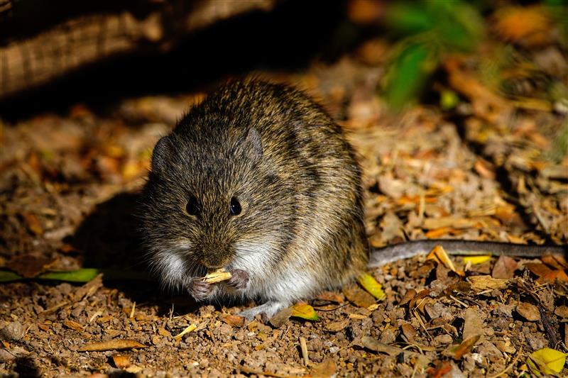 Vole